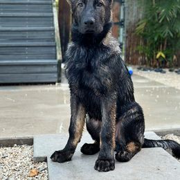 German Shepherd Puppies from Key Star German Shepherds