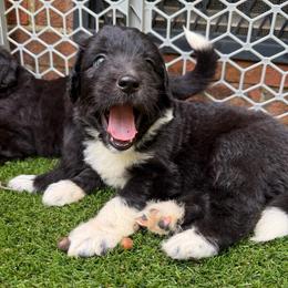 Valkyrie - female Australian Mountain Doodle puppy in Williamston, South Carolina from Sassy Bob’s Dogs