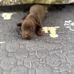 Solid chocolate girl 1 - Chocolate female Dachshund puppy in Madison, Wisconsin from SK Dashing  Dachshunds