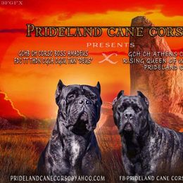 Cane Corso Puppies from Prideland Cane Corso