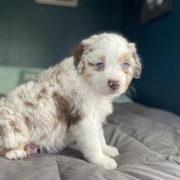 Australian Mountain Doodle and Miniature American Shepherd Puppies from Little Loves Farm