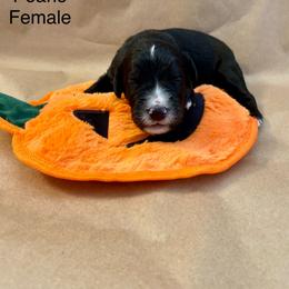 Goldendoodle Puppies from Dhalia’s Doodles