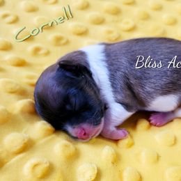 Cornell - Tri-colored male Pomeranian puppy in Ponca City, Oklahoma from Bliss Acres Farm