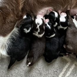 Border Collie Puppies from Pineview Farm