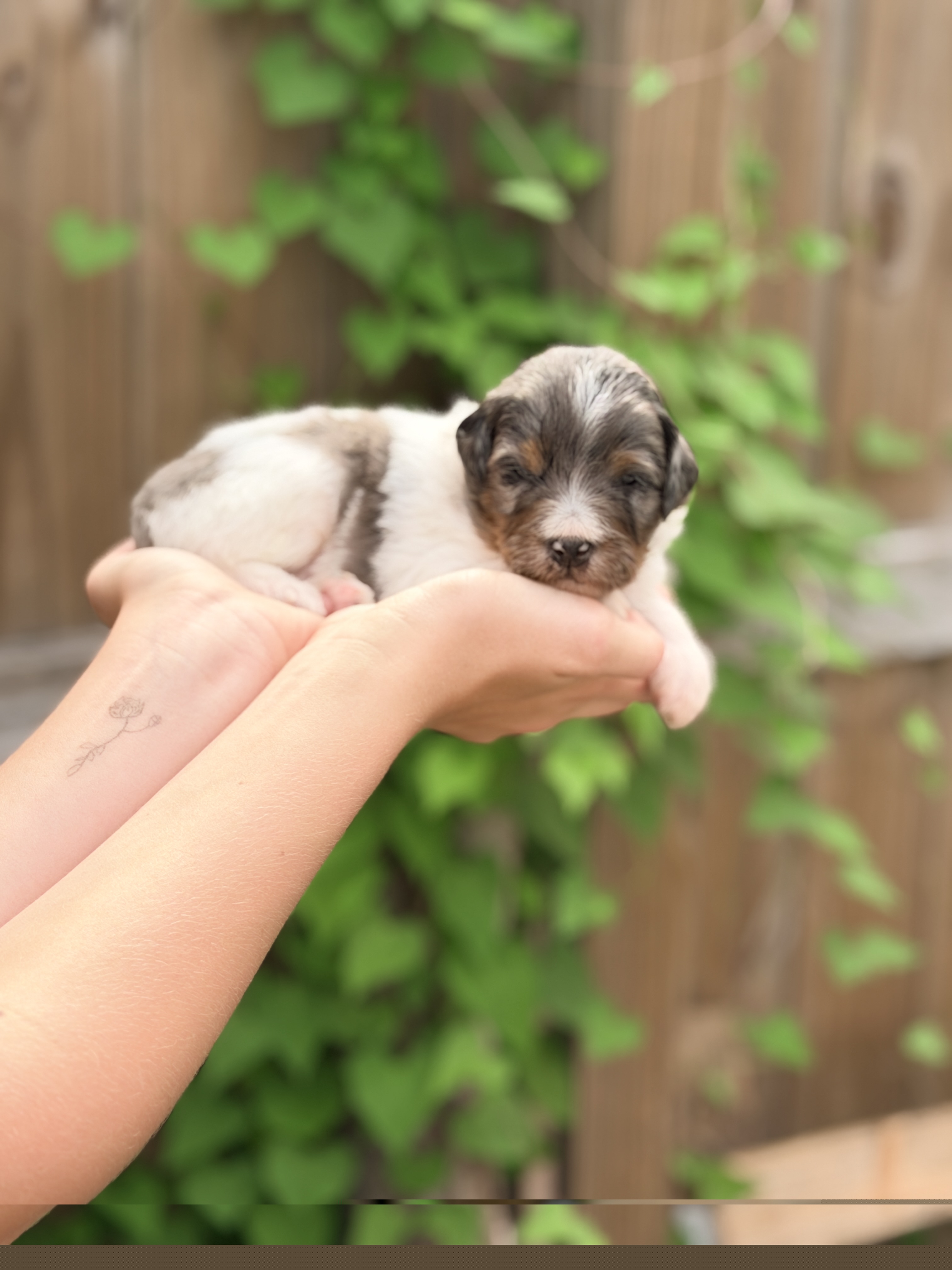 Ice Cream - Brown - Tri-color male Bernedoodle puppy in Charleston, South Carolina from Palm Belle Doodles