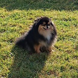 Ryah - Pomeranian