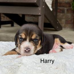 Harry - Black tan and white male Beagle puppy in Mansfield, Missouri from Rippee Creek Kennel