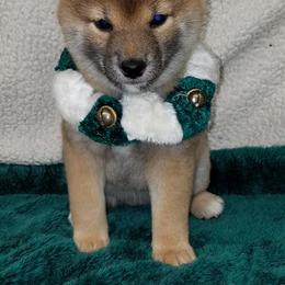 Shiba Inu and Yorkshire Terrier Puppies from Royal Kennels