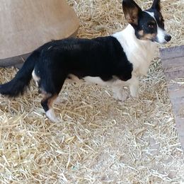 Cocoa - Cardigan Welsh Corgi
