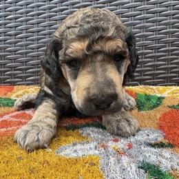 Casanova - Sable male Poodle puppy in Conway, Arkansas from Arkansas River Poodles
