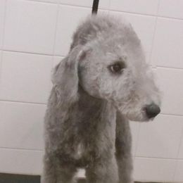 Boy 2 - Liver Bedlington Terrier puppy in Ville Platte, Louisiana from Meridian Bedlington Terriers