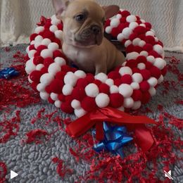 Hunter - Fawn male French Bulldog puppy in Cañon City, Colorado from Terri Geiser-Gilchrist