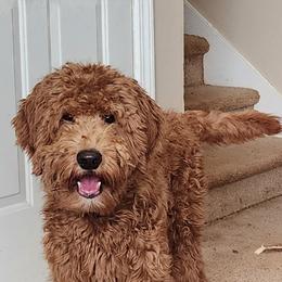 Hogan - Goldendoodle