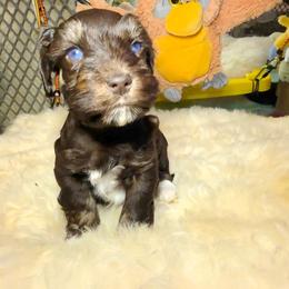 Nacho (blue eyes) - Liver male Miniature Schnauzer puppy in Panama City, Florida from Emerald Coast Schnauzers