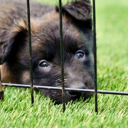 Belgian Malinois, Dutch Shepherd, and German Shepherd Puppies from Andy's Elite K9