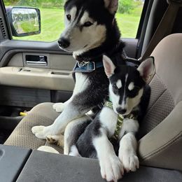 Companion Cross and Siberian Husky Puppies from High Mountain Crosses