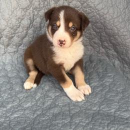 Boy 2 - Tri-color male Border Collie puppy in Centerville, Washington from Forthright Farms