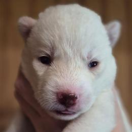Girl 6 - White female Siberian Husky puppy in Madison, Georgia from Thornbury Kennel