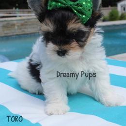 AKC Toro - Black tan and white male Biewer Terrier puppy in Kennesaw, Georgia from Dreamy Pups