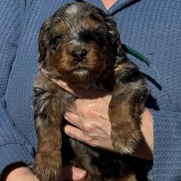 Stanley - Merle male Bernedoodle puppy in Wilkesboro, North Carolina from Bernedoodle Love Puppies