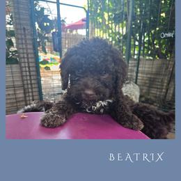 Girl 1 - Brown female Lagotto Romagnolo puppy in Salida, California from Harper's Lagotti