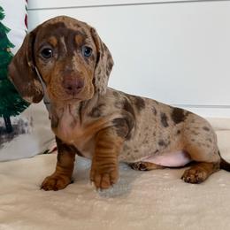 Butterscotch - Dapple female Dachshund puppy in Callahan, Florida from Little Foot Kennels