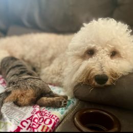 Goldendoodle Puppies from Fishermen’s Doodles