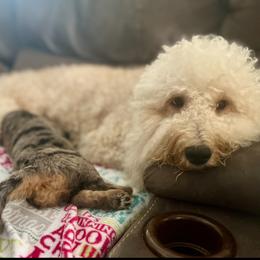 Goldendoodle Puppies from Fishermen’s Doodles