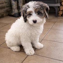 Roux - Merle female Bernedoodle puppy in Canterbury, Connecticut from Katelyn A