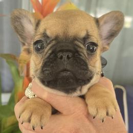 Lola - Fawn female French Bulldog puppy in Germantown, Ohio from LaBelle Bulldogs