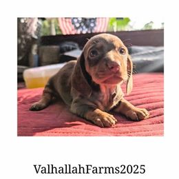 Opal - Chocolate and cream female Dachshund puppy in Sebring, Ohio from Valhallah Farms