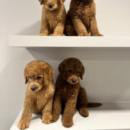Goldendoodle and Golden Retriever Puppies from Were The Mack'Doodles
