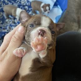 Boston Terrier Puppies from Bayshore Boston Terrier’s