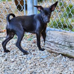 American Hairless Terrier, Peruvian Inca Orchid, and Xoloitzcuintli Puppies from Stoney Brooks Reg.