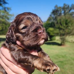 AKC Trouble - Brown and tan male Cocker Spaniel puppy in New Market, Tennessee from Down in the Holler
