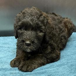 Peanut - Grizzle male Sheepadoodle puppy in Chesapeake, Virginia from Doodle-Cove