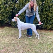 Billie - Pointer
