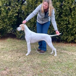 Billie - Pointer