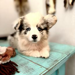 Frappe - Blue merle and white female American Corgi puppy in Bayard, Nebraska from Puppies by Alies