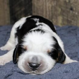 Banks - Black white and tan male English Springer Spaniel puppy in Winchester, Kentucky from Hidden Springs Farm