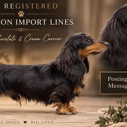 Prime - Black and tan male Dachshund puppy in Baton Rouge, Louisiana from Bayou d’ Elara Dachshunds