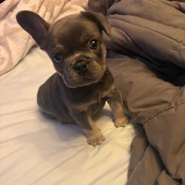Blue - Blue male French Bulldog puppy in Coatesville, Pennsylvania from The Chipper Frenchie