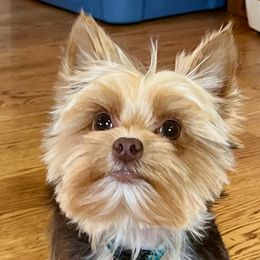 Chip - Yorkshire Terrier