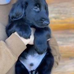 Toothless (black) - Black male Flat-Coated Retriever puppy in Park Rapids, Minnesota from Catori