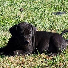 Boy 4 - Black Catahoula Leopard Dog puppy in Kentucky from Bluegrass Catahoulas