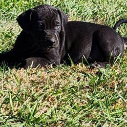 Boy 4 - Black Catahoula Leopard Dog puppy in Kentucky from Bluegrass Catahoulas