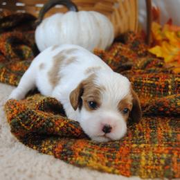 Bella - Blenheim female Cavalier King Charles Spaniel puppy in Mountain Grove, Missouri from Dogwood & Sassafras Companions