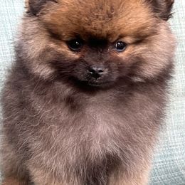 2boy - Black and brindle Pomeranian puppy in Harrison, Michigan from Rashell's Puppies