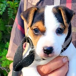 Boy 1 - Jack Russell Terrier puppy from Kimberlite