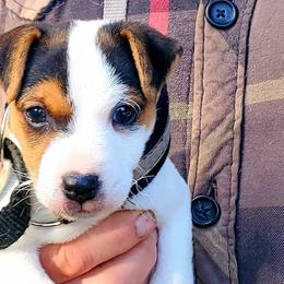Boy 1 - Jack Russell Terrier puppy from Kimberlite
